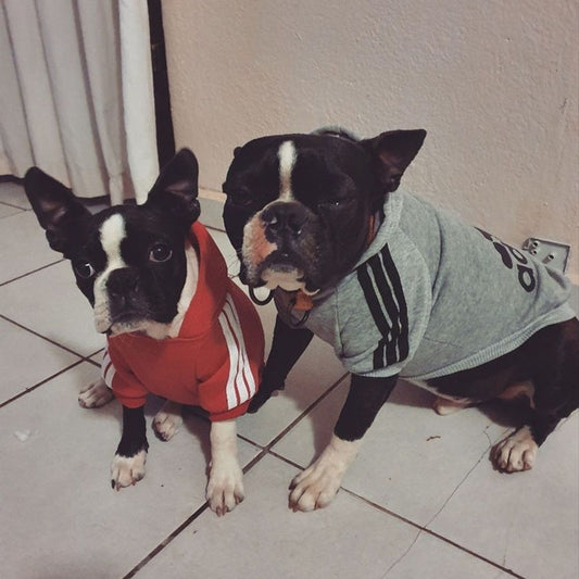 Sweats à capuche de sport pour chiens